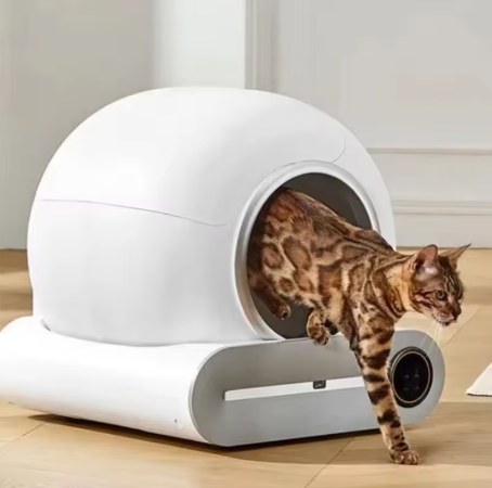 Un chat bengal sort de la litière automatique intelligente